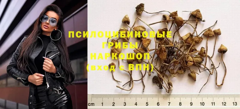 продажа наркотиков  кракен маркетплейс  Галлюциногенные грибы Psilocybe  Белозерск 